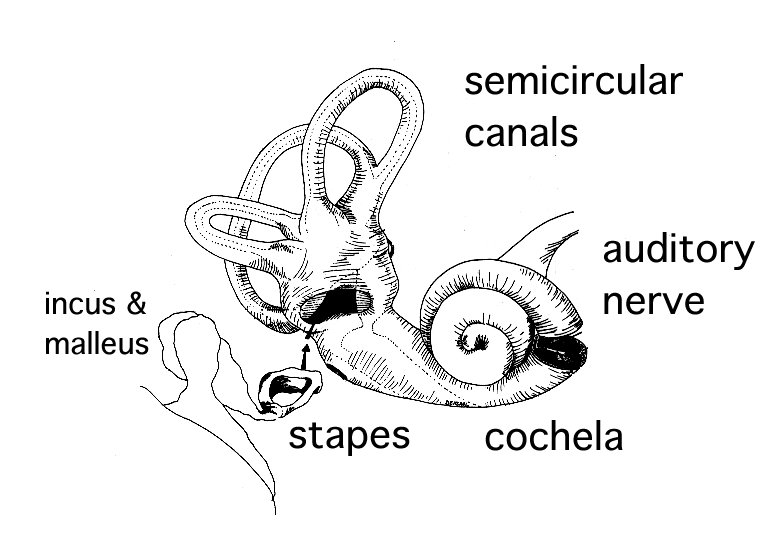 diagram of ear