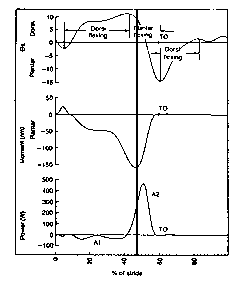 calculation of ankle power curve