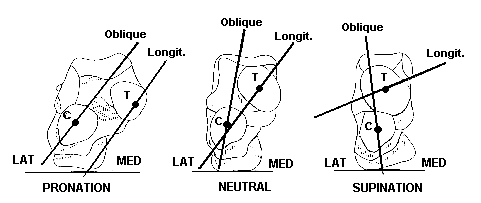 effect on midtarsal joint axes of subtalar position