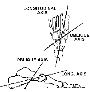 two axes of the midtarsal joint