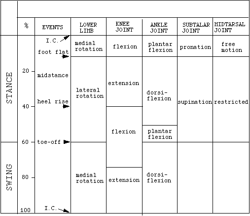 Summary of LE Movement During Gait