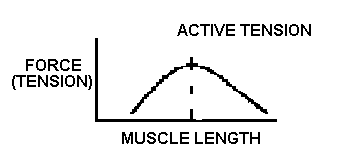 active length-tension curve