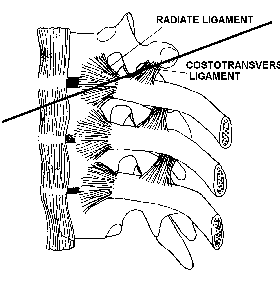 costovertebral joint
