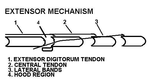extensor mechanism