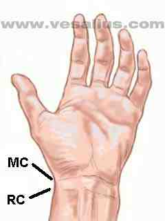 volar surface of wrist