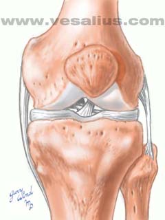 collateral ligaments
