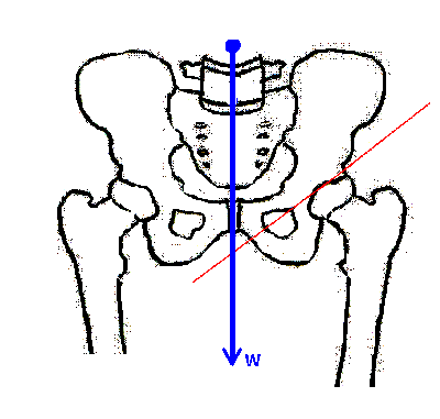 body weight's effect on hip joint