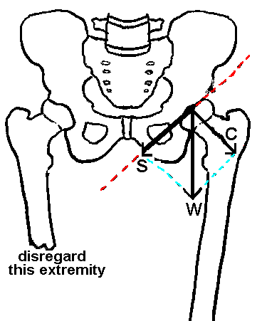 frontal plane view of hip
