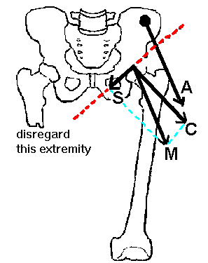 frontal plane view of hip