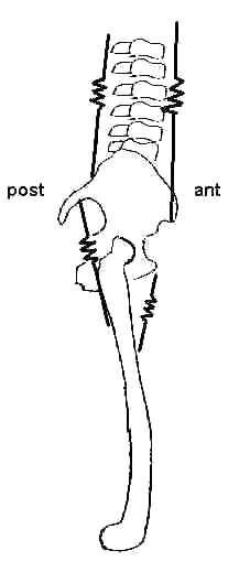 pelvic posture