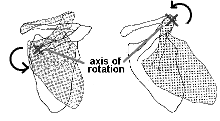 axes for upward scapular rotation