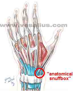 anatomical snuffbox