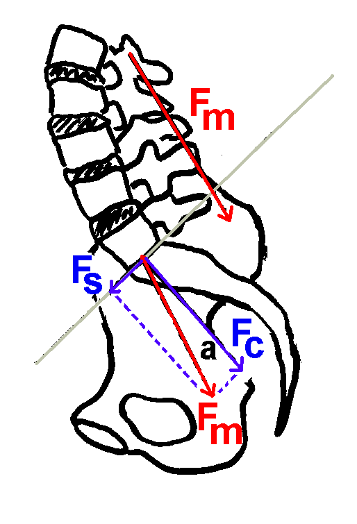lateral view of lumbar spine