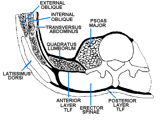 thoracolumbar fascia