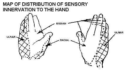 map of hand's sensory innervation