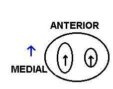top of tibial plateau