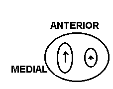 top of tibial plateau