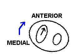 top of tibial plateau