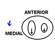 top of tibial plateau