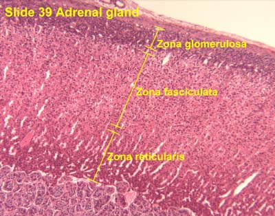 Endocrine