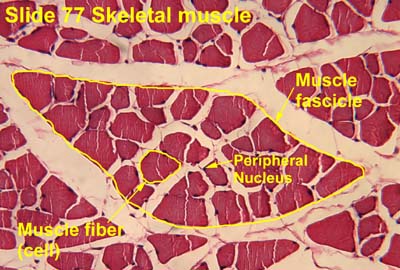 skeletal muscle cross section labeled