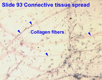 Collagen elastin and reticular fibers in connective tissues all contain Connective Tissue