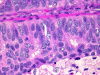 Com304-1-HM1.gif (253757 bytes)