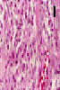 Com306-1-HM2.gif (137867 bytes)